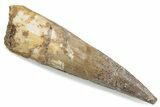 Fossil Spinosaurus Tooth - Real Dinosaur Tooth #376448-1